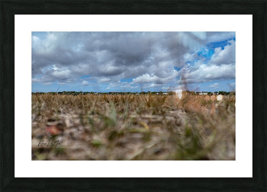 Celery field   Picture Frame print