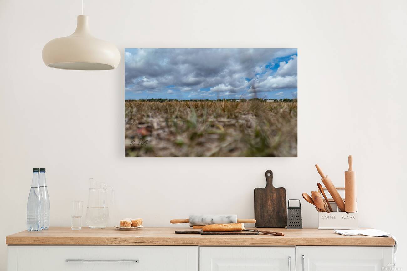 Celery field   Reproduction