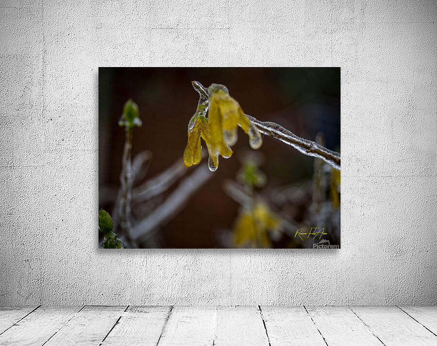 frozen 1 Wall Preview