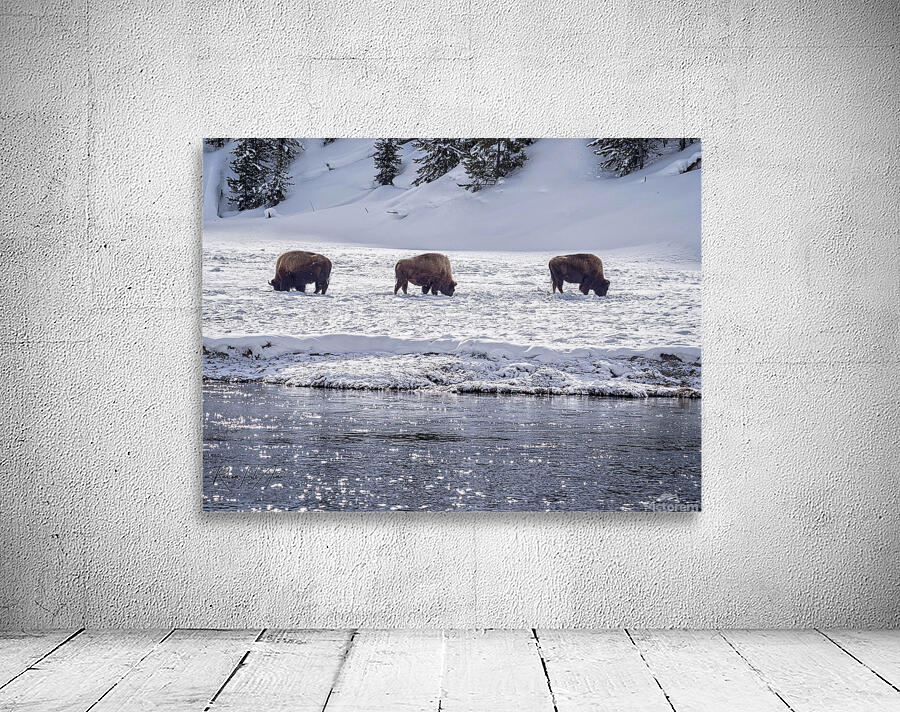 Montana 4 Wall Preview