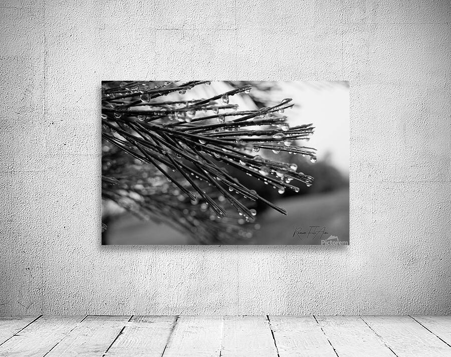 Wet pines Wall Preview