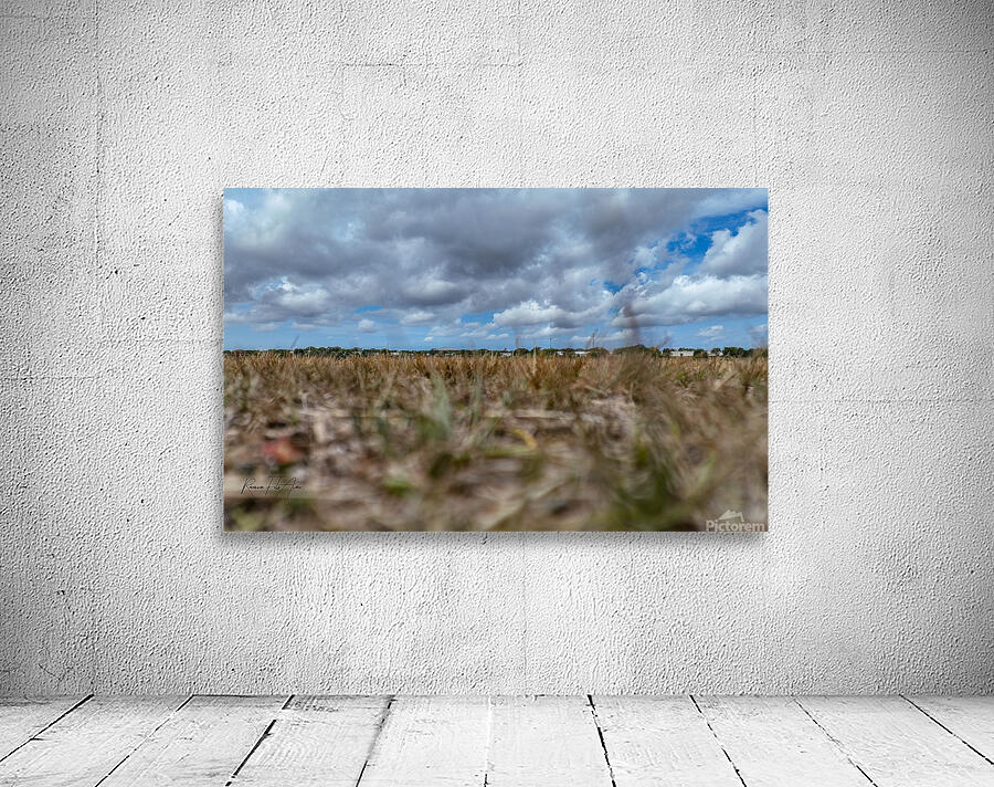 Celery field   Wall Preview