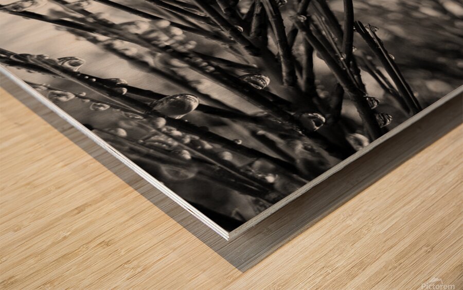 Wet pines Wood print