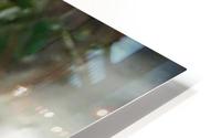 image3A6743_mirror HD Metal print