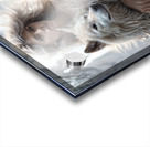 Woman and Wolves  Acrylic print