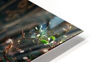 Open & Aged  HD Metal print