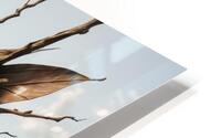  Arboreal Extensions  HD Metal print