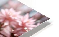  Pink Cherry Blossom HD Metal print
