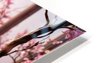  Delicate Transparency HD Metal print