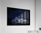 Spider Dream Acrylic Print