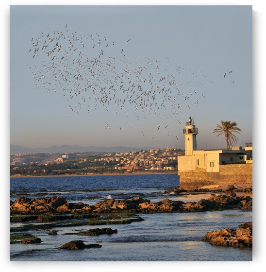 Lighthouse and Wings by michael safieddine