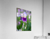 Iris 1 Acrylic Print