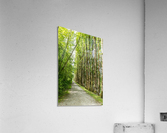 Green Pathway Acrylic Print