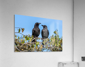 Two Crows in Love Acrylic Print