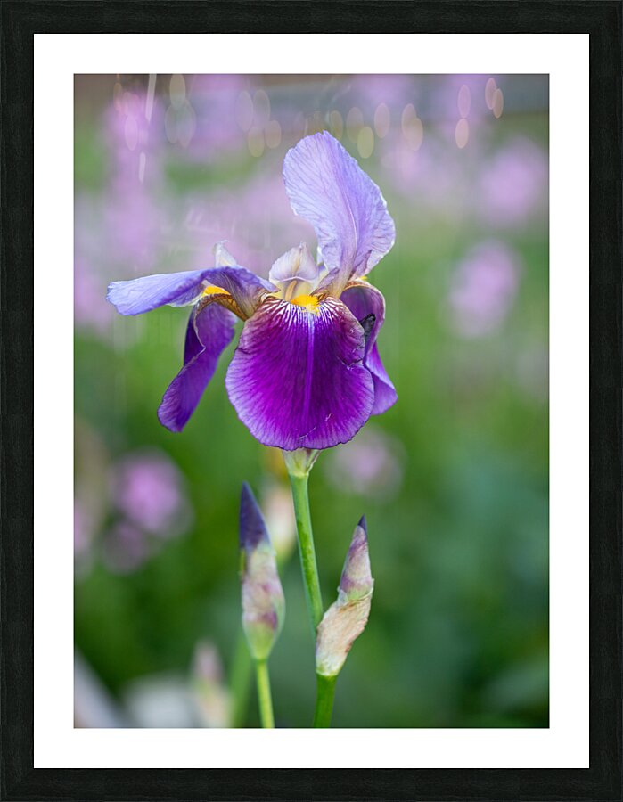 Iris 1 Picture Frame print