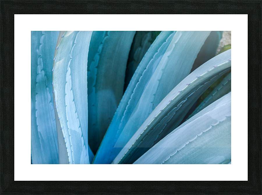 Blue Agave Picture Frame print
