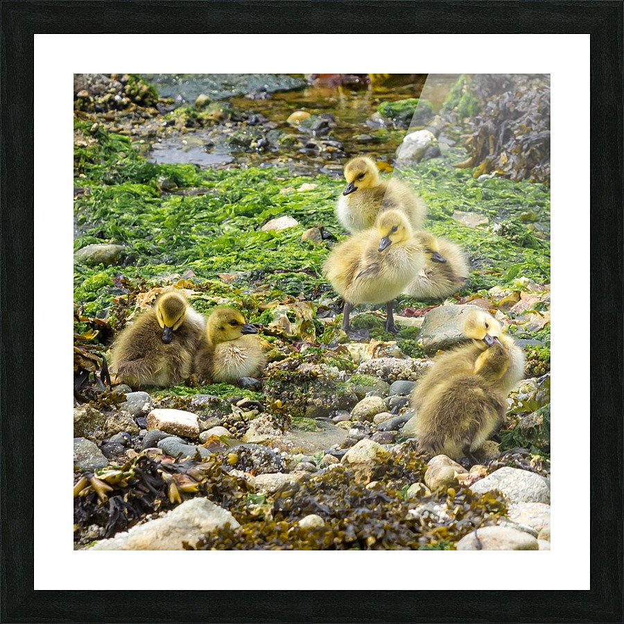 Goslings Picture Frame print