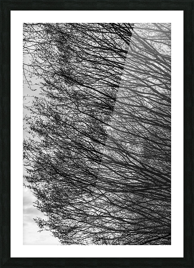Branching Left Picture Frame print