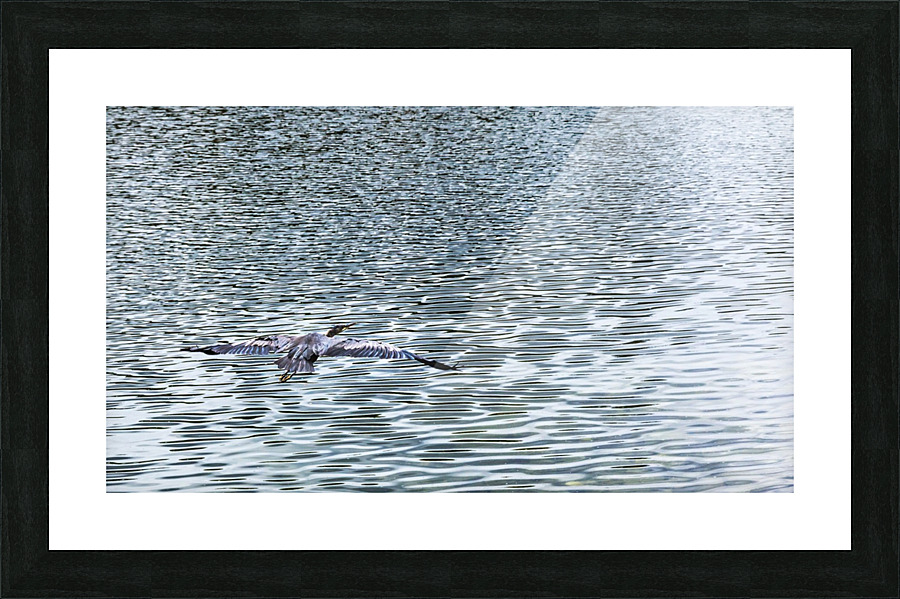 heron in flight  Picture Frame print