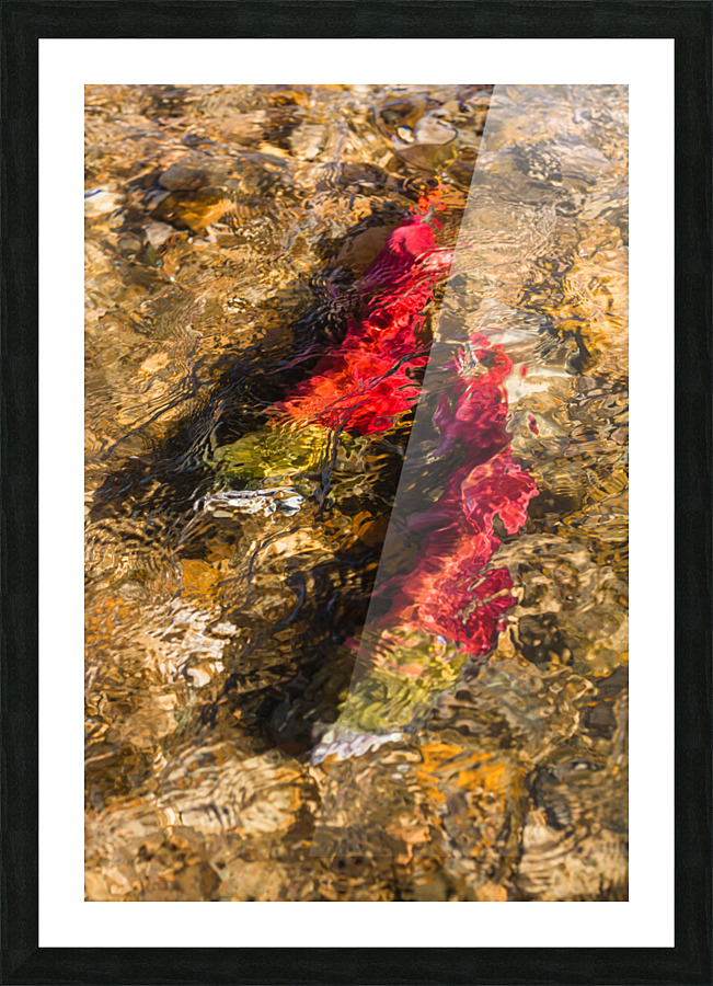 Spawning Sockeye Salmon Picture Frame print