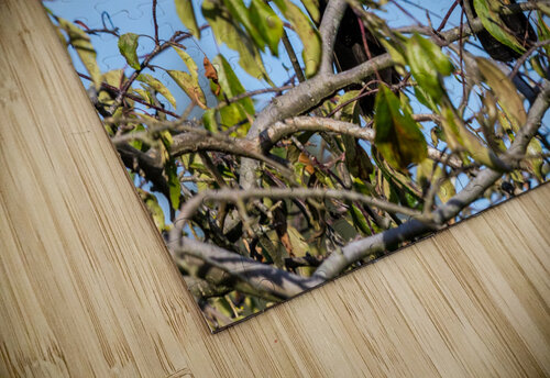 Two Crows in Love bj clayden photography puzzle