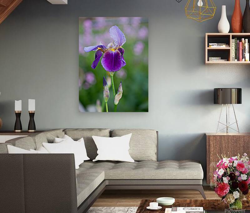 Iris 1 Reproduction
