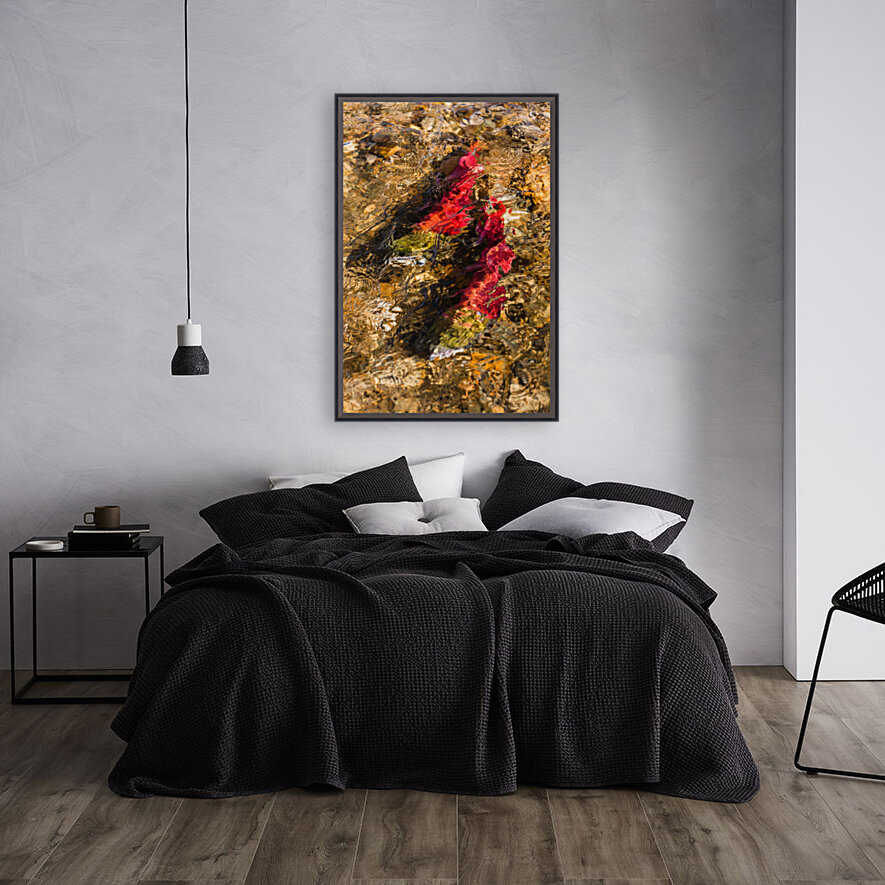 Spawning Sockeye Salmon Reproduction