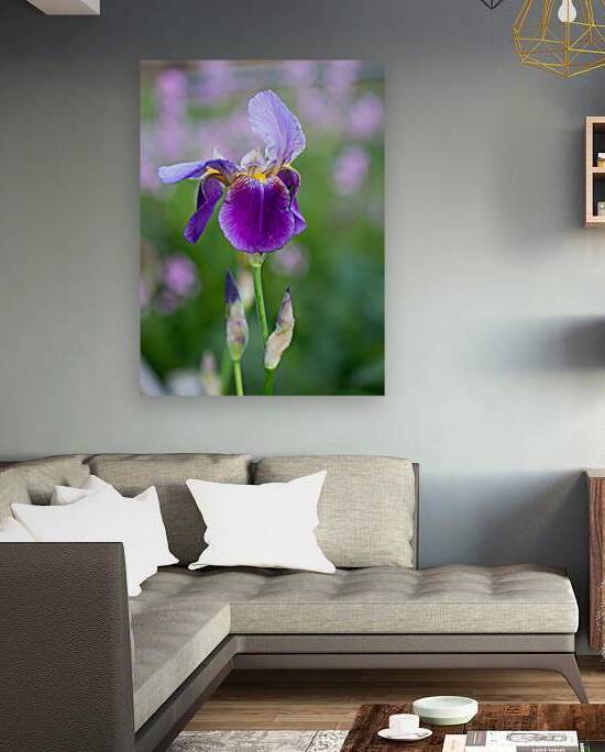Iris 1 Reproduction