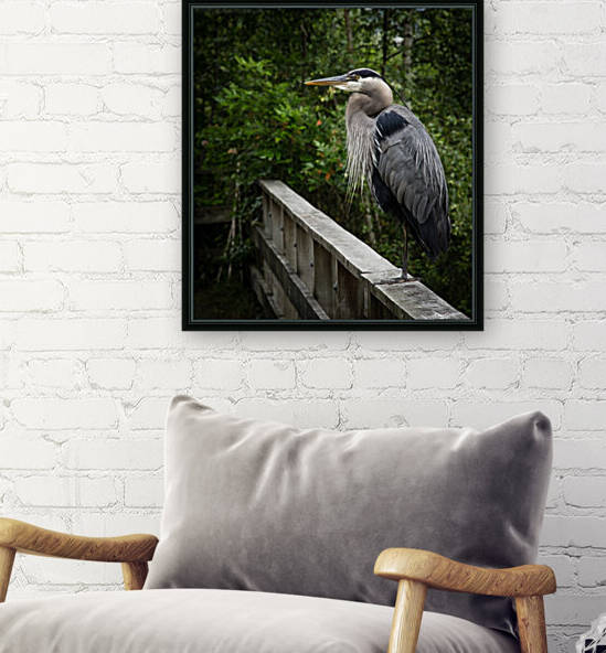 Great Blue Heron on the Fence by bj clayden photography