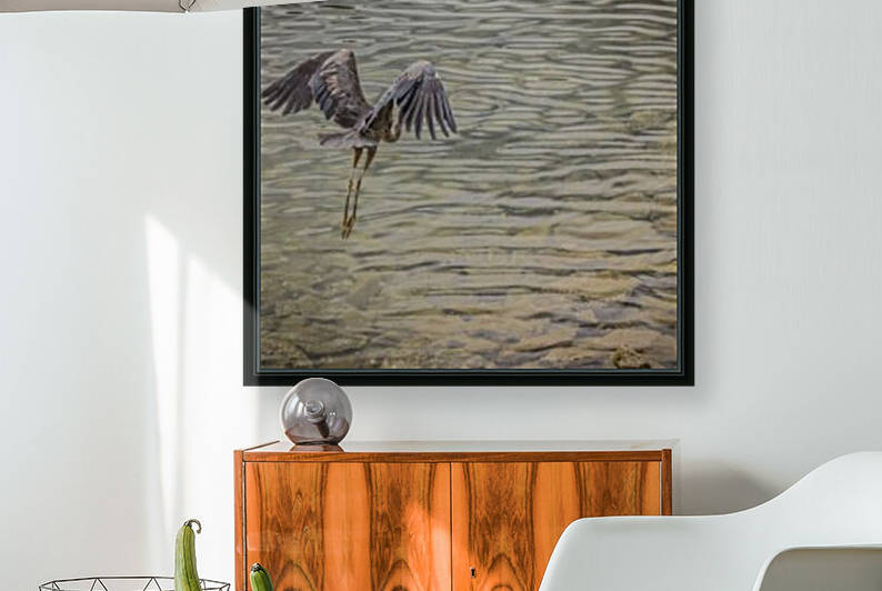 Great Blue Heron in Flight by bj clayden photography