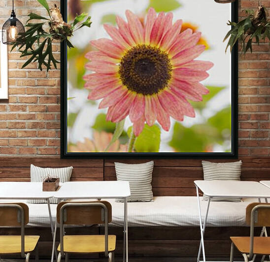Rare Pink Helianthus Sunflower by bj clayden photography