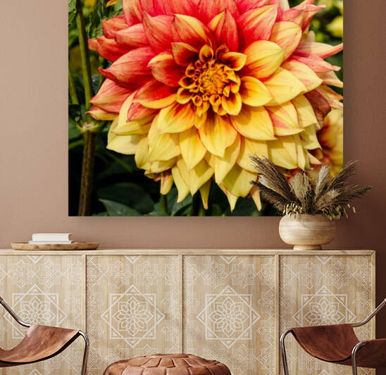 Red and Yellow Dahlia by bj clayden photography
