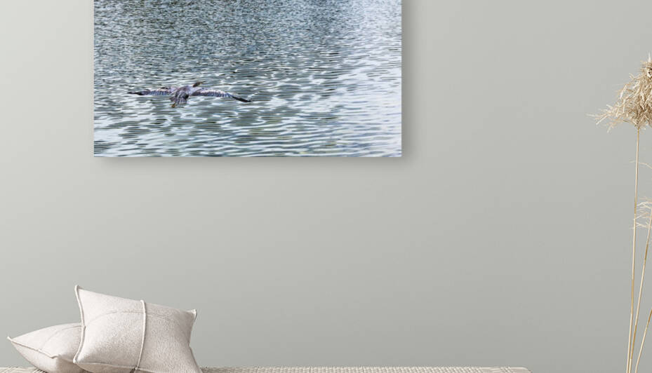 heron in flight  by bj clayden photography