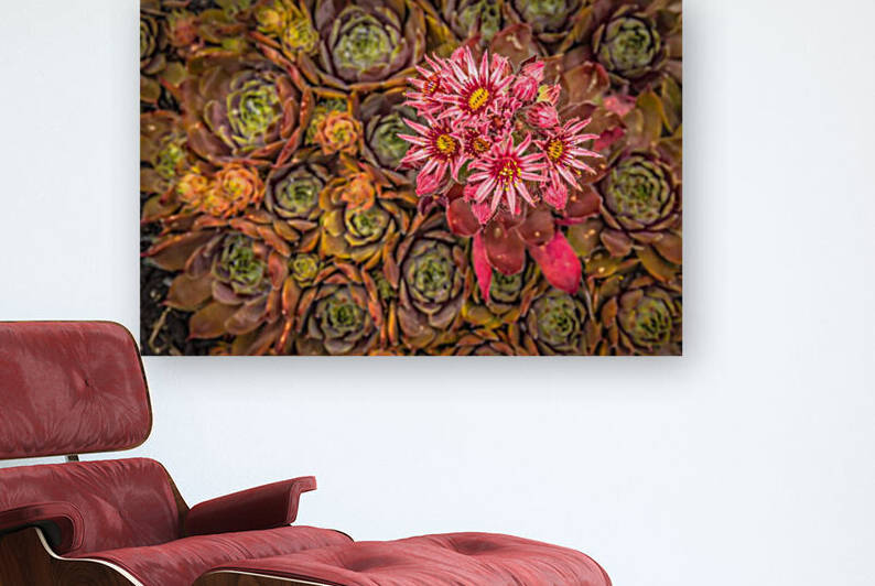 Pink Blossoming Succulent by bj clayden photography