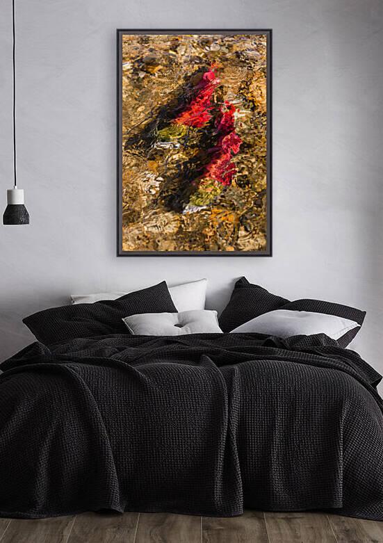 Spawning Sockeye Salmon by bj clayden photography