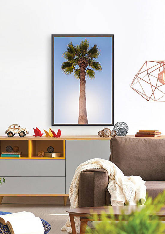 Palm in the Sun by bj clayden photography