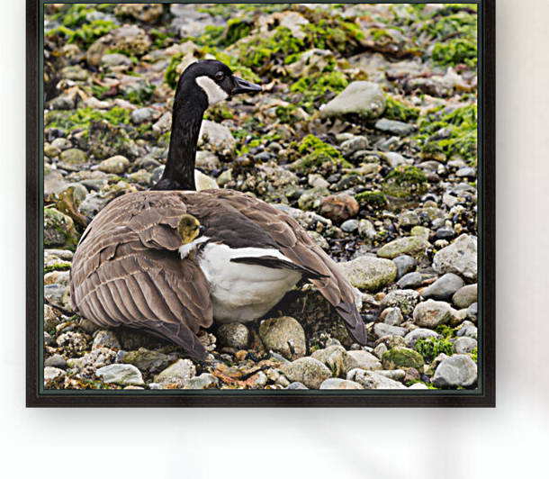 Canada Goose With Baby by bj clayden photography