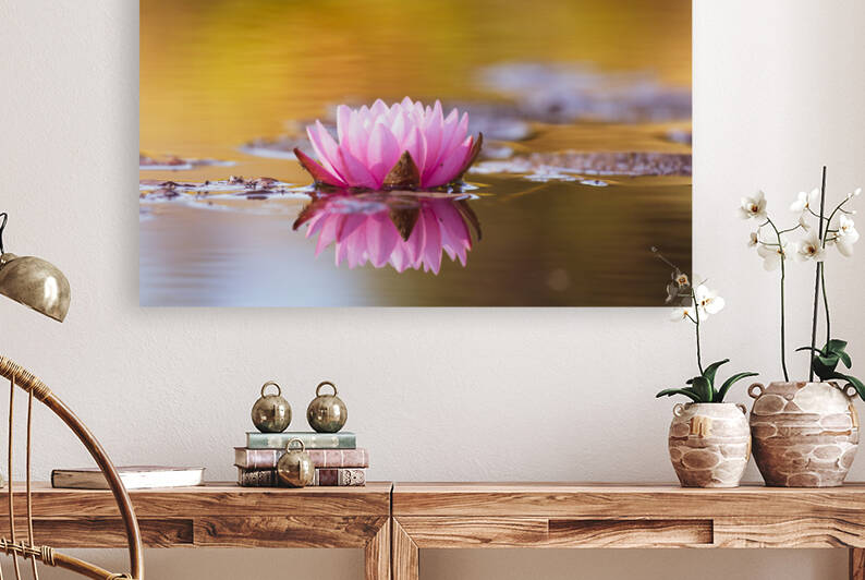 water lily 1088 by bj clayden photography