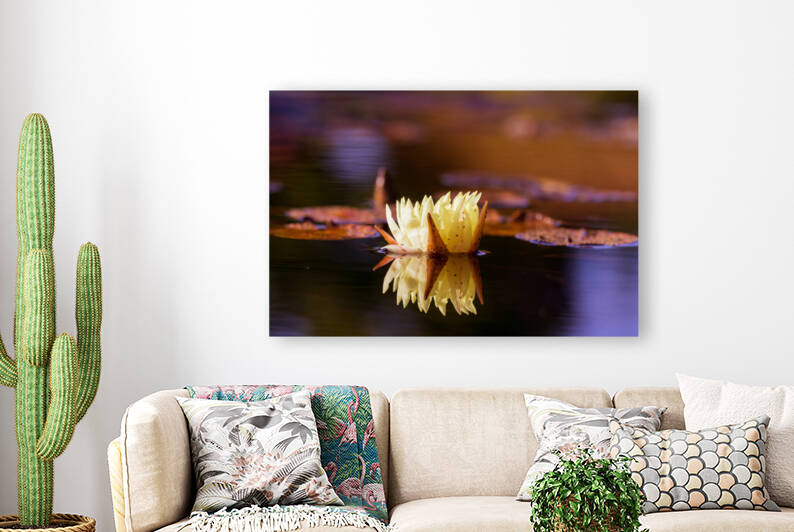 water lily 1089 by bj clayden photography