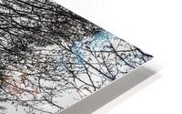 Branching Right HD Metal print