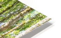 Green Pathway HD Metal print