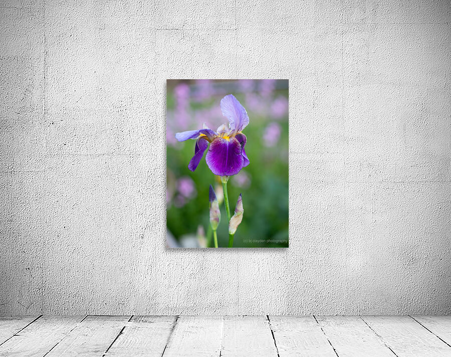 Iris 1 Wall Preview