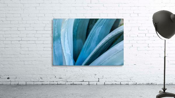 Blue Agave Wall Preview