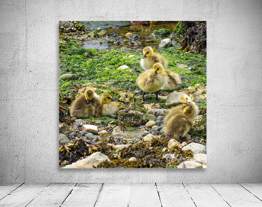 Goslings Wall Preview