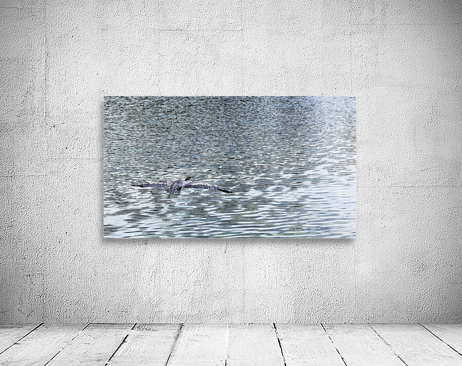 heron in flight  Wall Preview
