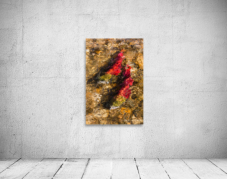 Spawning Sockeye Salmon Wall Preview