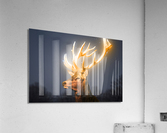 Deer light Acrylic Print