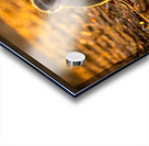 Baby Vervet monkey Acrylic print