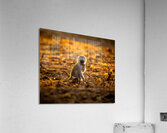 Baby Vervet monkey Acrylic Print
