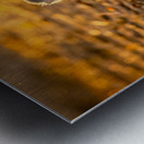 Baby Vervet monkey Metal print